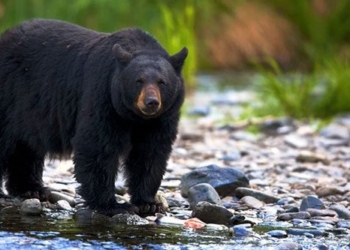 research dog sees black bear in america evolving to have brown fur 124922
