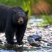 research dog sees black bear in america evolving to have brown fur 124922