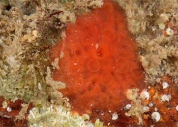 research group at the university of british columbia finds substance against covid 19 in seaweed 125279