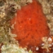 research group at the university of british columbia finds substance against covid 19 in seaweed 125279