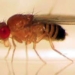 research on flies may help humans live healthily in space 7395