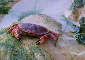 research shows this is a seafood dish loved by ancestors 125722