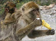 Rhesus macaque