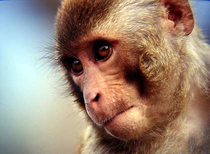Rhesus macaques have neurons in the inferior temporal cortex that respond when they see a familiar face