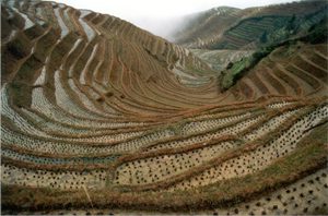 rice field