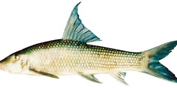 risk extinction 4 types of fish in the red river 6314
