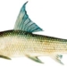 risk extinction 4 types of fish in the red river 6314