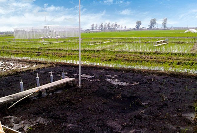 Rice straw being converted to biochar in field trials.