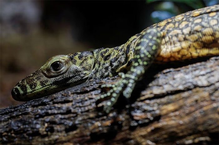 Komodo dragon offspring