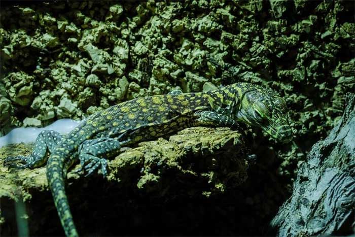 Komodo dragon Juanito