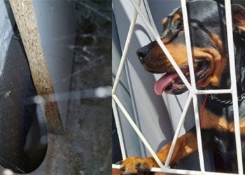 rottweiler saves dog from black mamba snake attack 126509