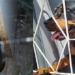 rottweiler saves dog from black mamba snake attack 126509