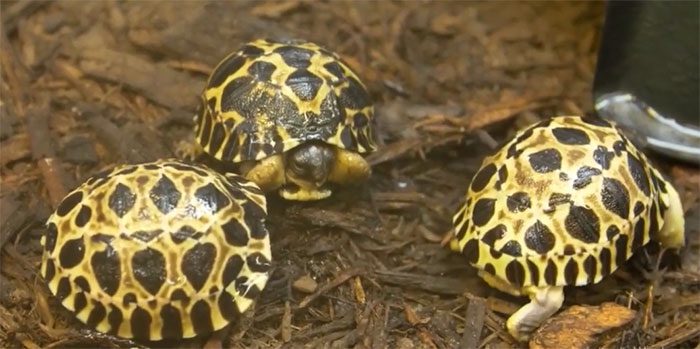 Three hatchlings of 90-year-old tortoise Pickles.