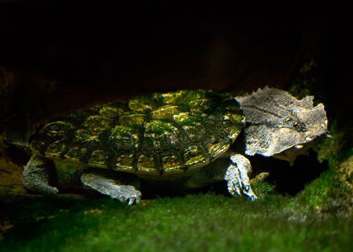 The mata mata turtle is a sedentary turtle with a triangular flat head.