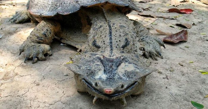 Mata mata turtles typically live in ponds and move very slowly.