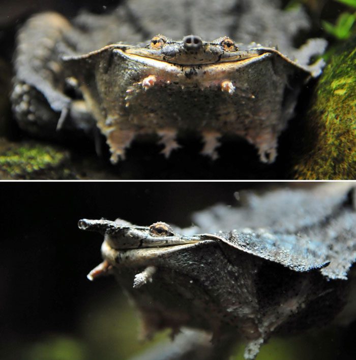 The mata mata turtle lives in northern South America.