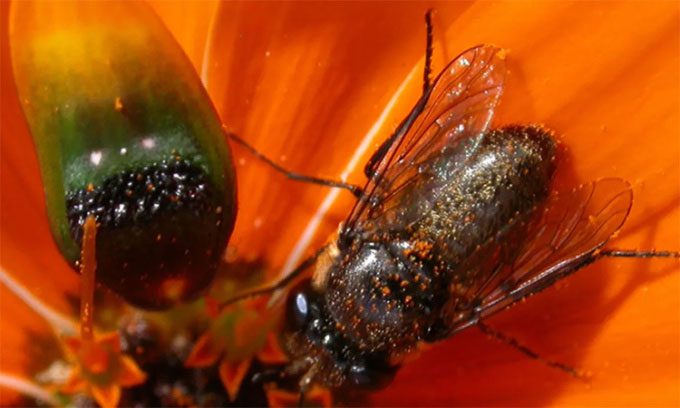 Male flies approaching the fake female on daisy petals.