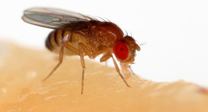 A fruit fly (Drosophila melanogaster).