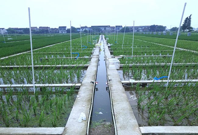 Experimental rice field applying biochar.