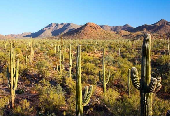 Normally, the Sonoran Desert is very dry and hot.