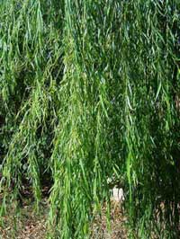 Willow has been used by doctors since ancient times to alleviate fever
