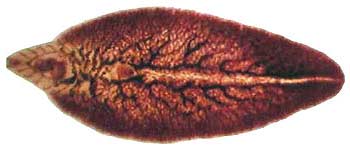 Liver Fluke Larvae