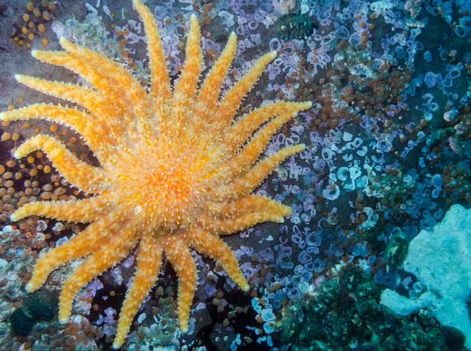 The sunflower sea star is among the largest starfish species in the world.