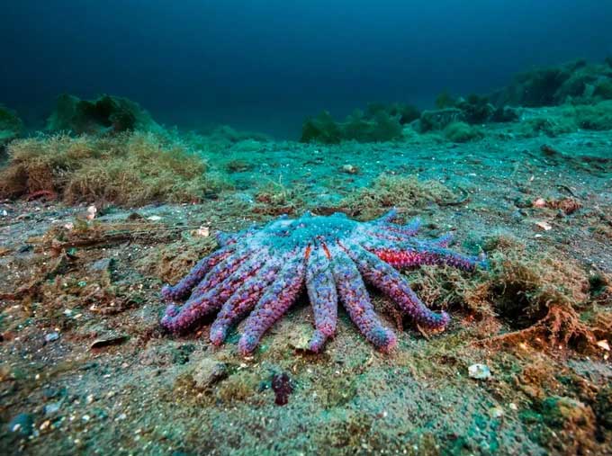 This is a sunflower sea star in Alaska.