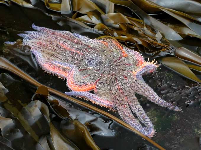 This is a sunflower sea star crawling through a kelp bed.