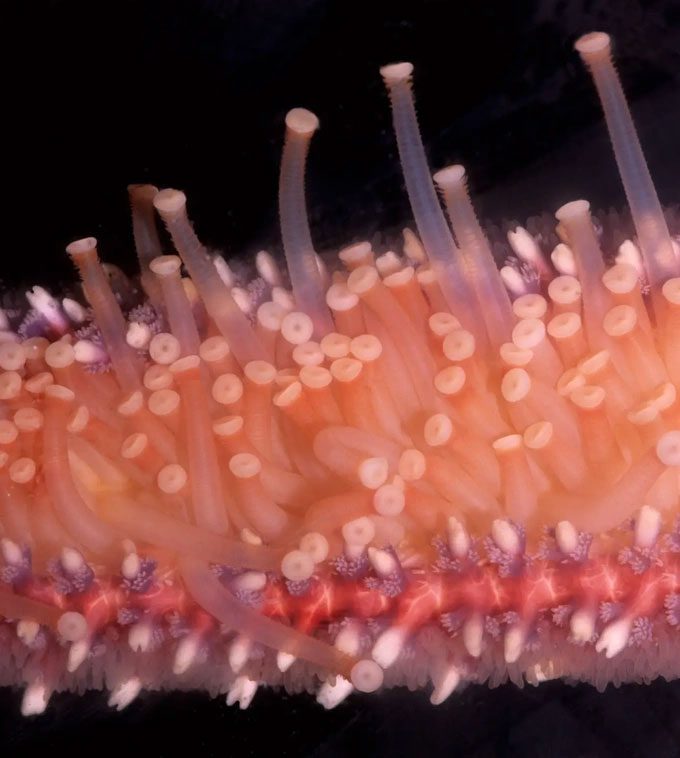 Sunflower sea stars have up to 15,000 tube feet that can regenerate if lost.