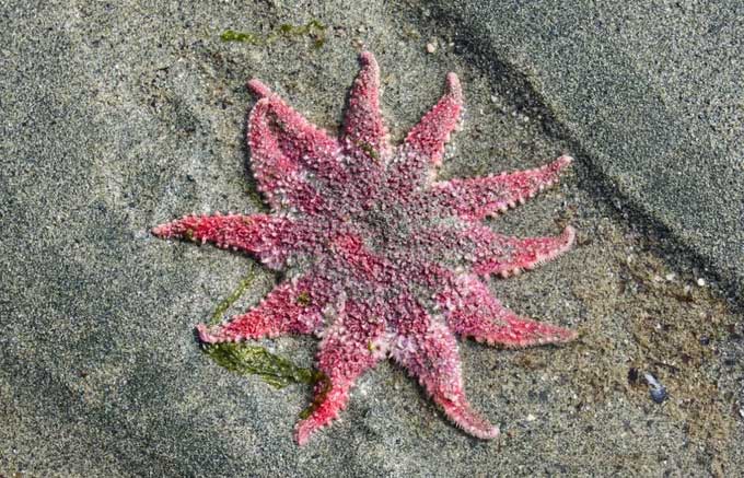 Their soft and porous skin comes in various colors.