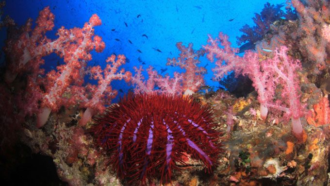 Spiny starfish perceive time at the slowest rate with a processing speed of only 0.7 Hz.