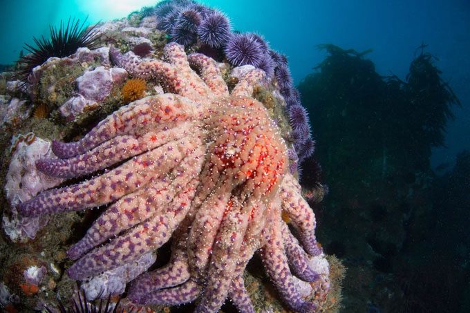 A sunflower sea star crawling on a coral reef in Point Dume State waters,