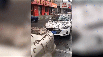 Caterpillars covering cars on the street create a terrifying sight.