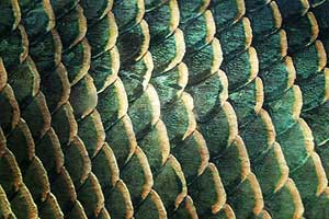 Under the scales, there are many pigment cells and light cells.
