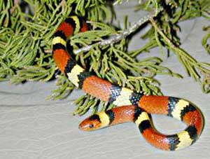 Snakes make people jump
