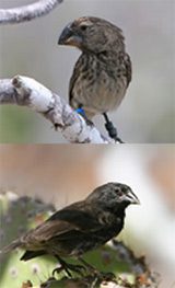 Large Ground Finch (top) has competed with the Medium Ground Finch for large seeds, leading the latter to evolve smaller beaks (bottom).