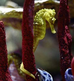 seahorse