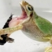 secret weapon helps grandpa bap cay escape frog mouth 124930