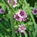 sensory functions of plants 6340