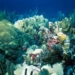 serious warnings about ocean life 6899