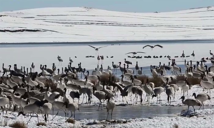 Black-necked Crane
