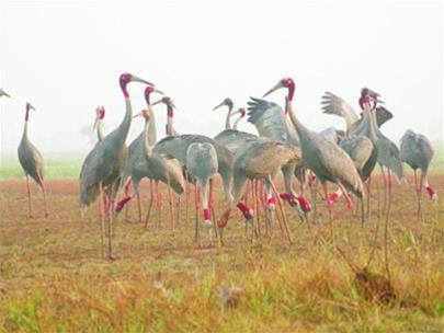Red-headed Crane at Tram Chim National Park