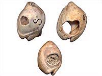 shells