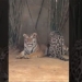 shocking video of security camera footage of velvet massage 124852