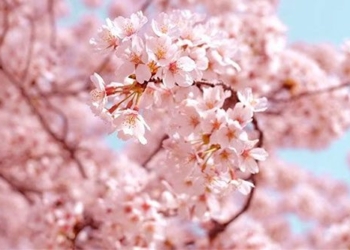 short story legend nam an sau about the origin of japanese cherry blossoms 125492