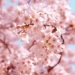short story legend nam an sau about the origin of japanese cherry blossoms 125492