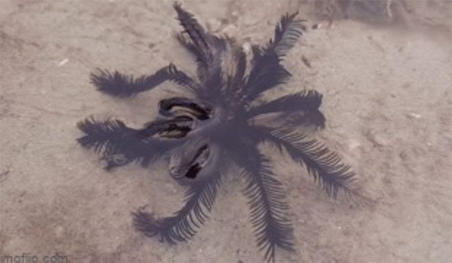 The creature seen moving among the dead seaweed.