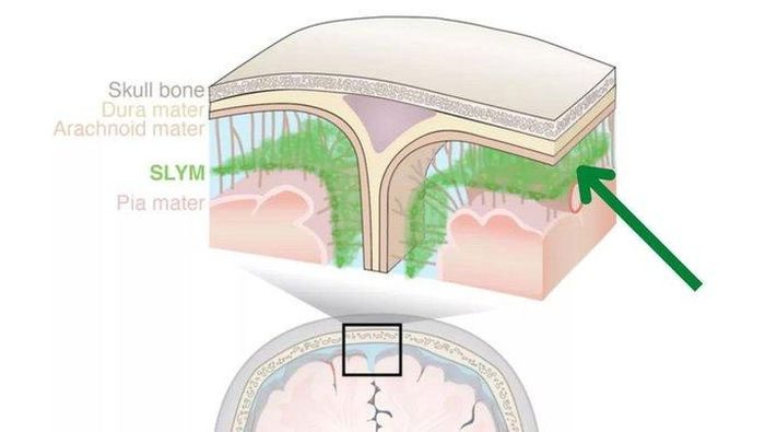Graphic showing the location of SLYM in the human brain