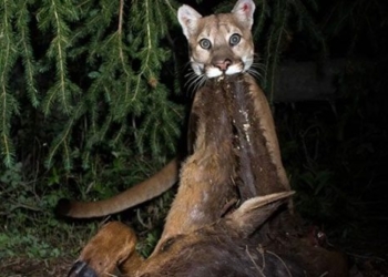smart mountain lion creates a bait to attract mice 126701